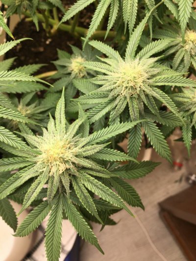 pistils-turning-brown-please-help-2.jpeg
