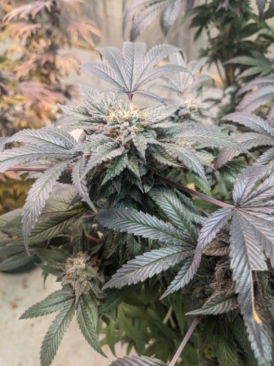 hindu-kush-9th-week-if-flower-2.jpg