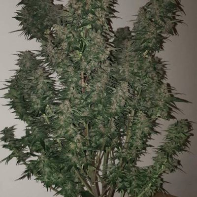 New to site TightNugs