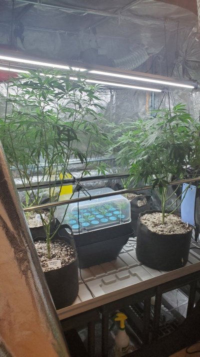 ALFA Dogs the name and these are my growrooms