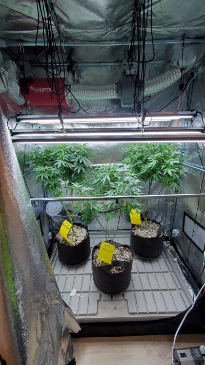 ALFA Dogs the name and these are my growrooms