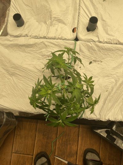 First grow, first diary. We are In Utero.