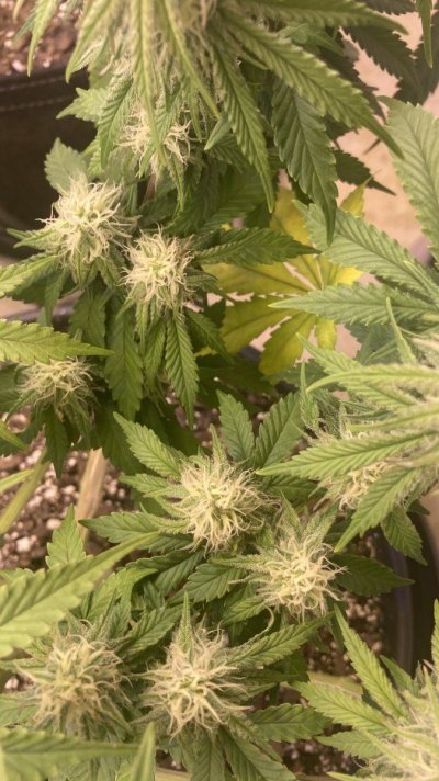when-is-leaf-yellowing-natural.jpeg