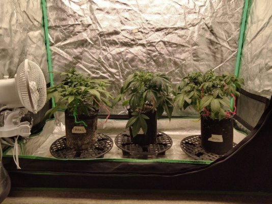 overwatering-or-root-rot-in-flower-tell-me-what-i-should-do-3.jpg