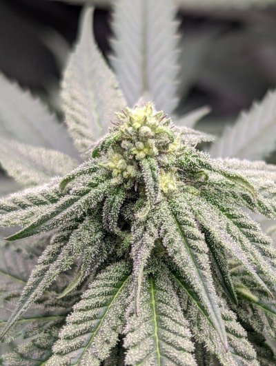 no-pistils-on-buds-did-this-plant-herm-3.jpg