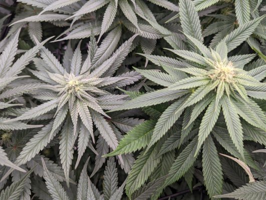 no-pistils-on-buds-did-this-plant-herm-5.jpg