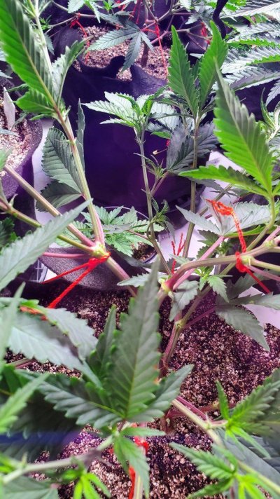 1st timer seedling looking funny