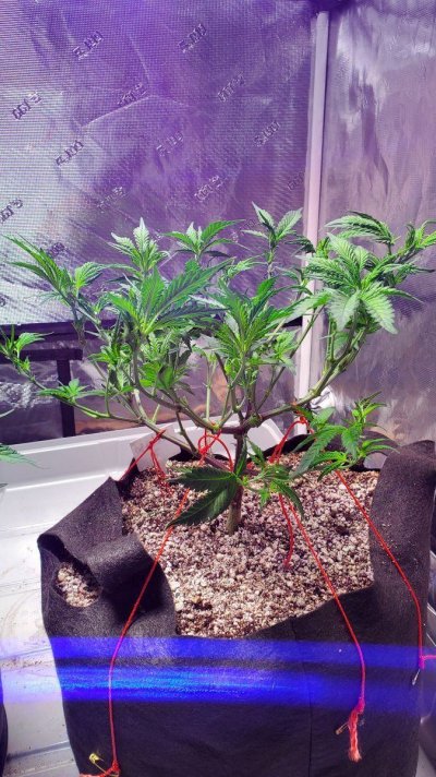 1st timer seedling looking funny