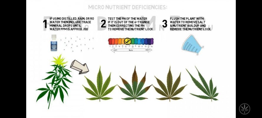 Deficiency explanations for newer growers like myself
