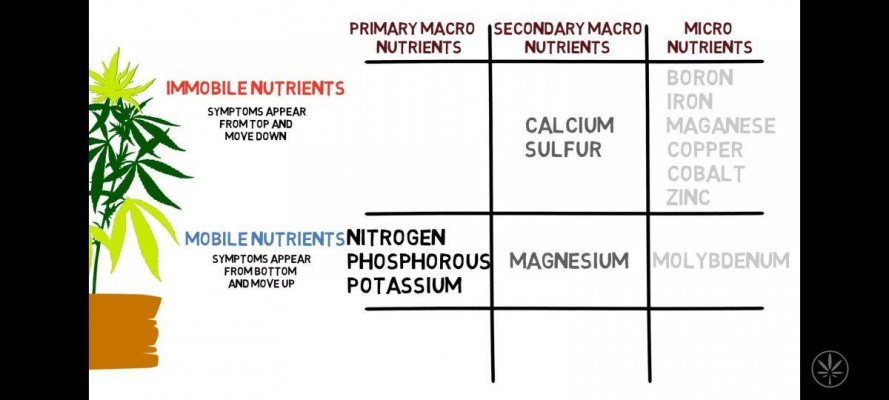 Deficiency explanations for newer growers like myself