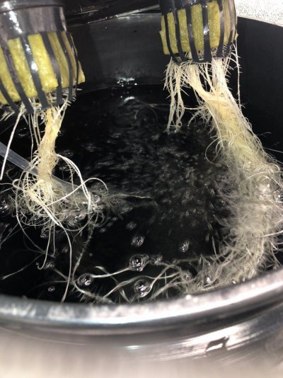 Help! 2 seedlings from seed doing very differently