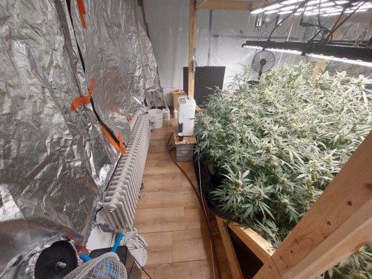 Having part fluffy foxtailing buds, and normal buds. How to harvest in RDWC?