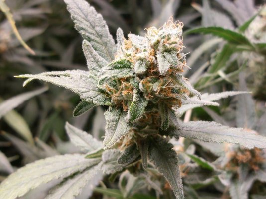 Having part fluffy foxtailing buds, and normal buds. How to harvest in RDWC?