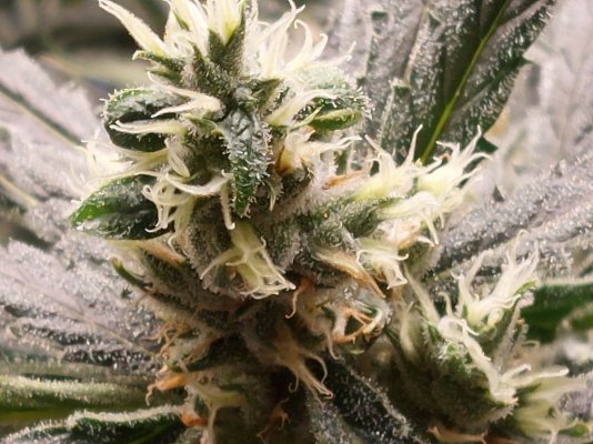 Having part fluffy foxtailing buds, and normal buds. How to harvest in RDWC?