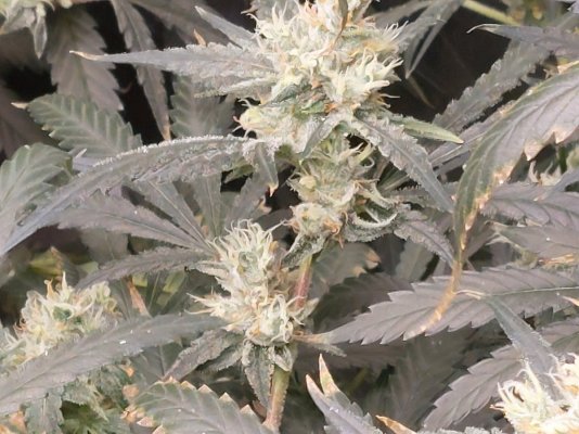 Having part fluffy foxtailing buds, and normal buds. How to harvest in RDWC?