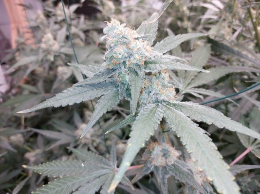 Having part fluffy foxtailing buds, and normal buds. How to harvest in RDWC?