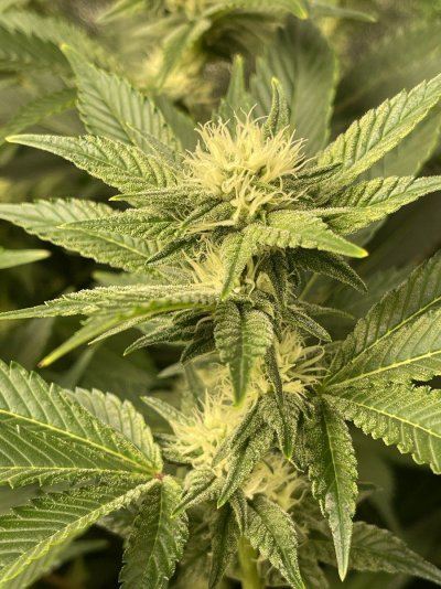 Should I keep putting branches under the scrog? I’m in flower