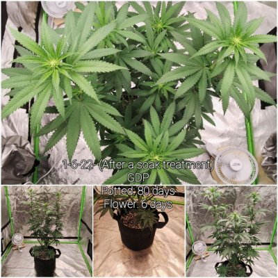 SF1000 goes Organic in our 2x4