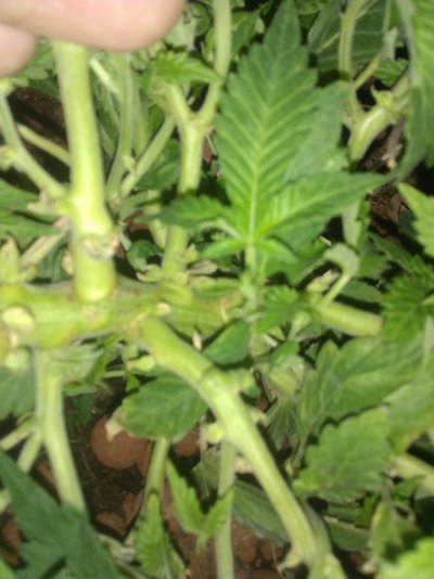 IMG_20220109_091245216.jpg