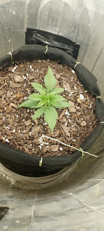 How does my auto look?