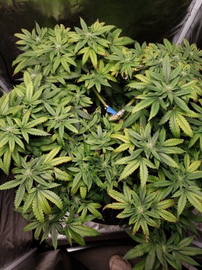 1st time grower. How am I doing? Any suggestions?