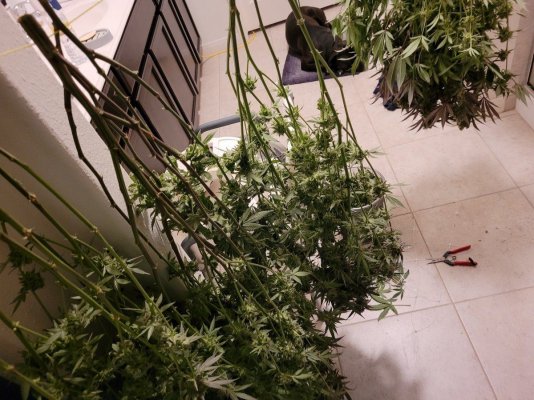 three-pounder-ladies-super-skunk.jpg