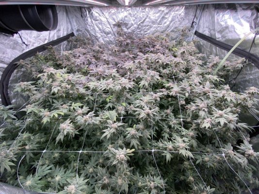 Three pounder ladies super skunk