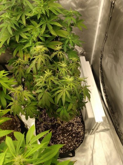 Toms bag seed veg and flower tents