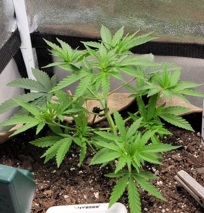First time grower