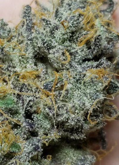 Let's See Your Frostiest Flowers