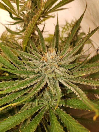 Let's See Your Frostiest Flowers