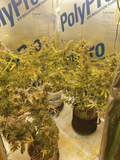 Auto fem seeds