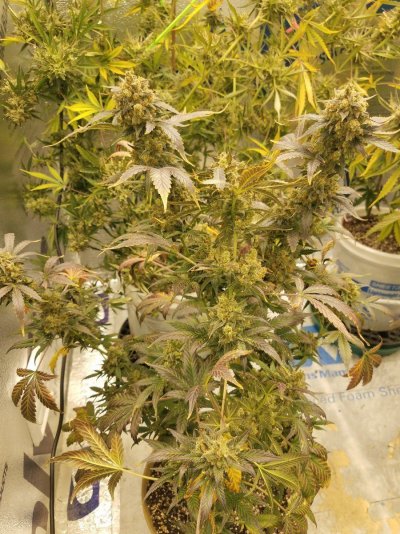 Auto fem seeds