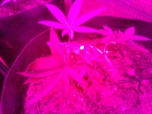 Slow growth ,less bush compared to other ppls plant pics