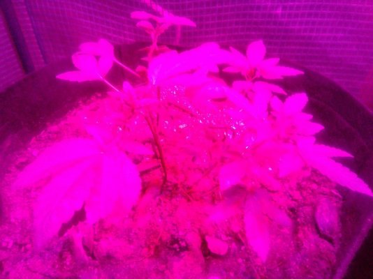 Slow growth ,less bush compared to other ppls plant pics