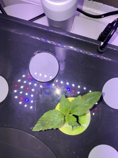 first-time-grow--rust-colored-spots-2.jpeg