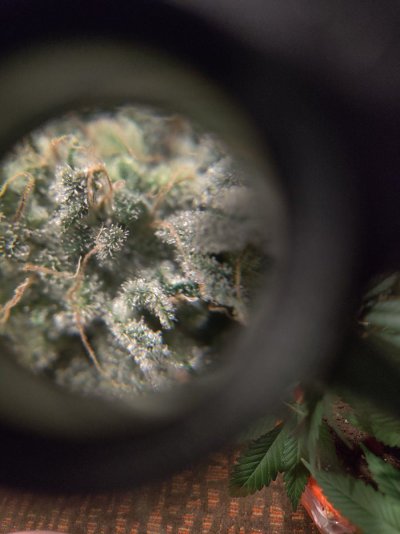 Thinking we got about another week. Mystery seeds photo shoot