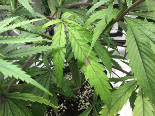 **First Grow** (PUDC, Sour Power) Pt.2- Spider Farmer SE5000 Journal