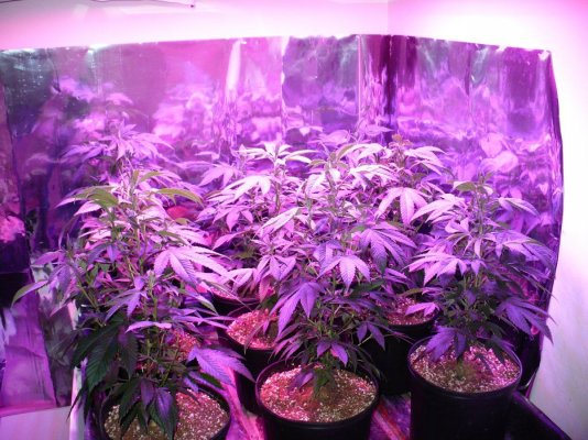 purple-kush-under-led-2nd-grow.jpg