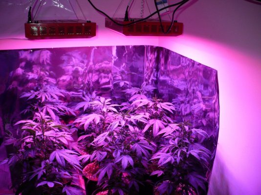 purple-kush-under-led-2nd-grow-3.jpg