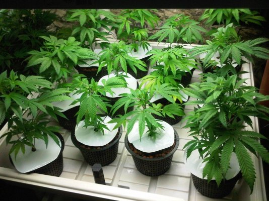 grow4s-first-uc-run--12xl-8-gallon-7600k-7.jpg