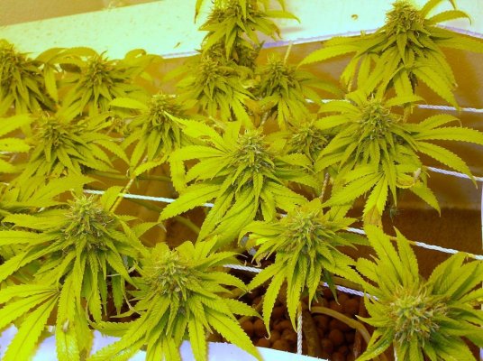 Ninja Grow 600 wt