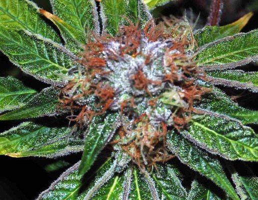 qdawg-and-chembox-and-cheese-8.jpg
