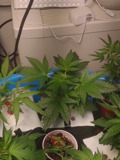 5-strains-ebb-and-flow-first-time-grow-4.jpg