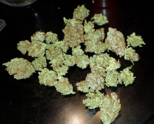 best-pot-size-for-durban-poison-4.jpg