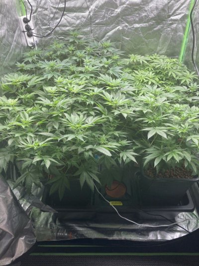 The Crystal Palace is back, now with a Spiderfarmer SE5000.