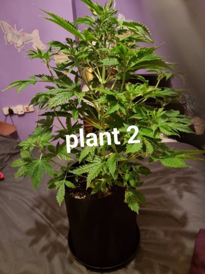 leaf-problem-with-my-og-kush-autoflower-in-week-5-3.jpg