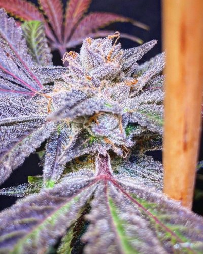Cherry Pie