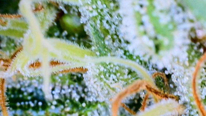 Can I borrow your eyes for my plants? Trich check