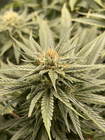 Can I borrow your eyes for my plants? Trich check